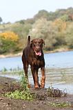 DOBERMANN 474
